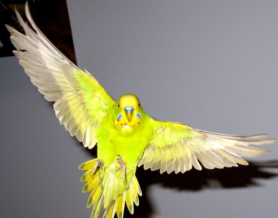 Budgie_in_flight_18_by_greencheek